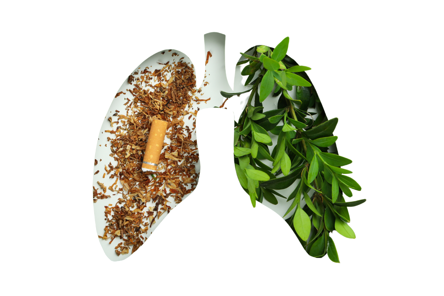 Wie Sie Ihre Lunge gesund halten können!